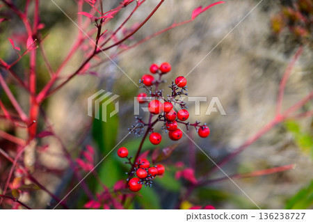 Nandina Berries in Soft Light Nandina Berries in Soft Light 136238727