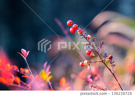 Nandina Berries in Soft Light 136238728
