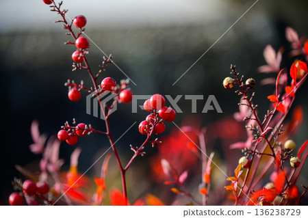 Nandina Berries in Soft Light 136238729