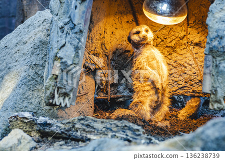 Meerkats warming themselves with a heat lamp at the winter zoo Meerkats warming themselves with a heat lamp at the winter zoo 136238739