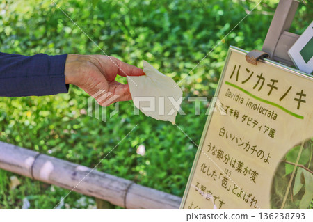 A handkerchief of the dogwood family with two bracts like a white handkerchief 136238793