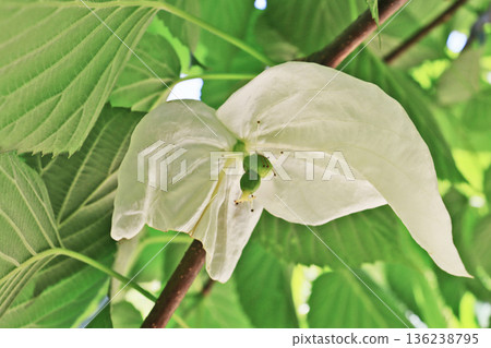 山茱萸家族的手帕，有兩個苞片，像白手帕 136238795