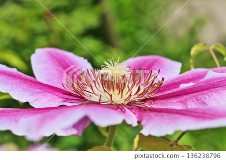 鐵線蓮，一種有大紅紫色花朵的攀緣植物 136238796