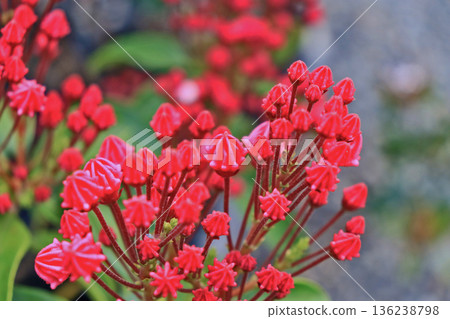 山月桂是一種可愛的花，它的花苞呈現深色，形狀像糖果。 136238798