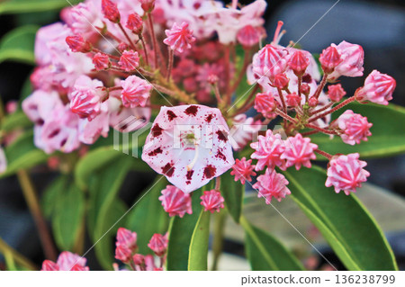 山月桂是一種可愛的花，它的花苞形狀像糖果。 136238799