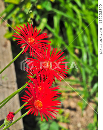 原種非洲菊,紅色薄花瓣,Yamesony 原種非洲菊,紅色薄花瓣,Yamesony 136238800
