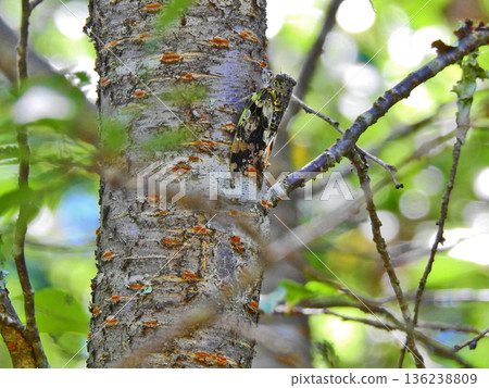 A small, cicada-like insect that sits on tree trunks in wooded areas. A small, cicada-like insect that sits on tree trunks in wooded areas. 136238809