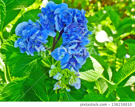 Beautiful blue, double-flowered hydrangea Beautiful blue, double-flowered hydrangea 136238810