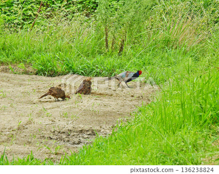 The pheasant family is a national bird with beautiful long tails and colorful feathers. 136238824