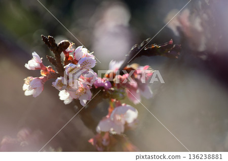 Pale Pink Sakura in Soft Light 136238881