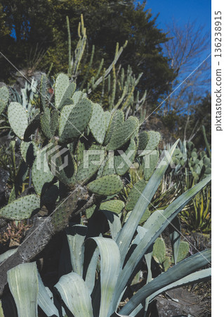 Cacti growing under the blue sky, succulent plants, thorny plant landscape 136238915