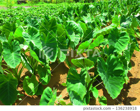 A landscape of lush taro leaves in a field 136238918