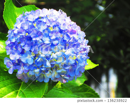 Blue hydrangea flower scenery Blue hydrangea flower scenery 136238922