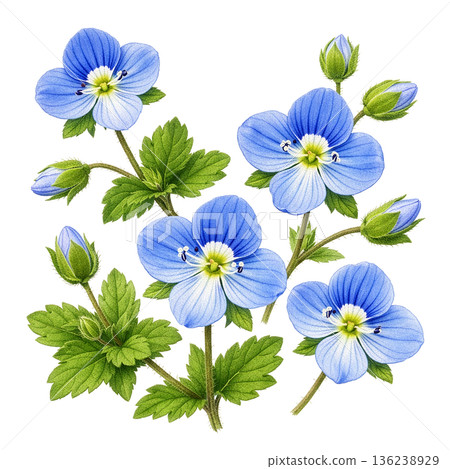 The cute little blue flowers of the common persimmon 136238929