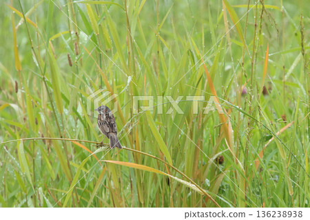 Red-cheeked Bunting Emberiza fucata Hokkaido Wild Bird 136238938
