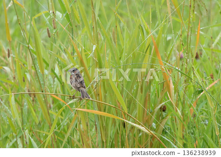 紅頰鹀(Emberiza fucata)北海道野鳥 紅頰鹀(Emberiza fucata)北海道野鳥 136238939