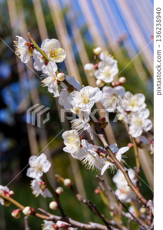 雪中垂掛著白色的梅花 雪中垂掛著白色的梅花 136238940