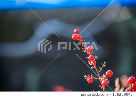 Nandina Berries in Soft Light 136239042
