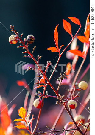 Nandina Berries in Soft Light 136239043