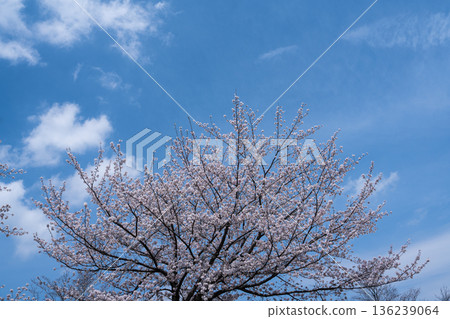 八王子櫻花 八王子櫻花 136239064