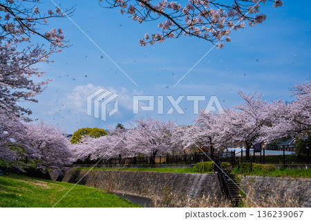Cherry Blossoms of Hachioji Cherry Blossoms of Hachioji 136239067