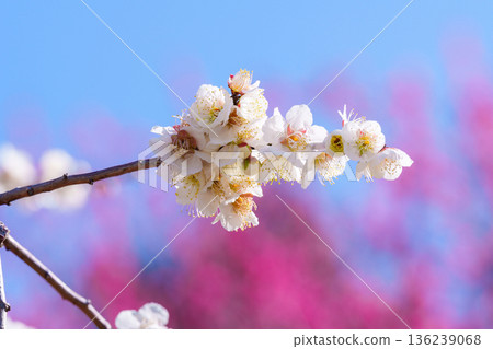 White plum blossoms with a background of red plum blossoms White plum blossoms with a background of red plum blossoms 136239068
