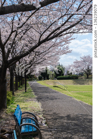 Cherry Blossoms of Hachioji Cherry Blossoms of Hachioji 136239079