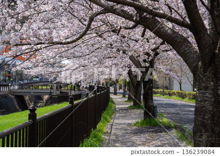 Cherry Blossoms of Hachioji Cherry Blossoms of Hachioji 136239084