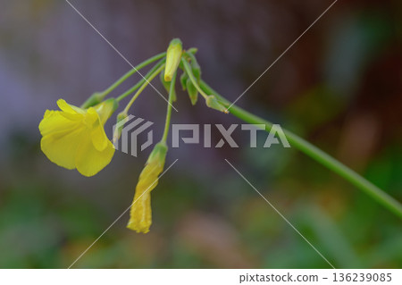 綠色的靜謐水仙花 綠色的靜謐水仙花 136239085