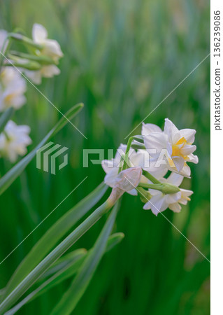 綠色的靜謐水仙花 綠色的靜謐水仙花 136239086