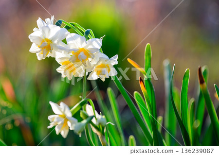 Quiet Daffodils in Green Quiet Daffodils in Green 136239087