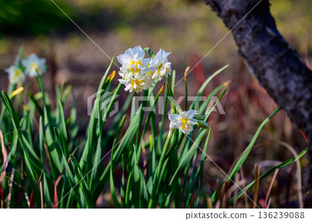 綠色的靜謐水仙花 136239088