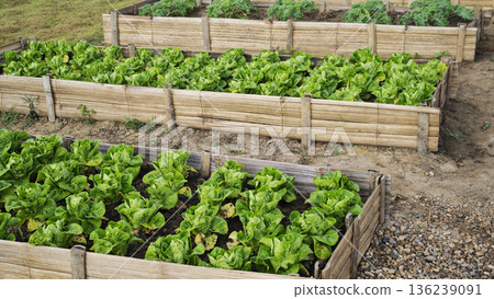 Organic mini cos lettuce in the garden bed 136239091