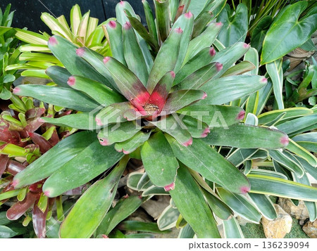 Neoregelia Neoregelia 136239094
