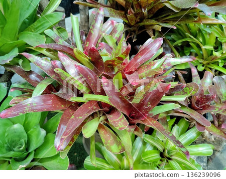 Neoregelia Neoregelia 136239096