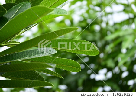 beautiful green leaf texture in springtime, water drop on frangipani leaves beautiful green leaf texture in springtime, water drop on frangipani leaves 136239126
