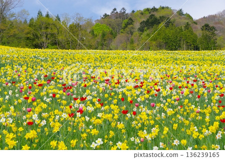 水仙花和鬱金香花田 136239165