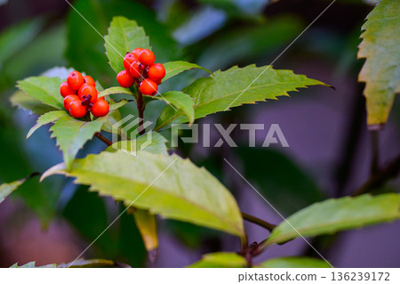 Senryo Berries and Glossy Leaves 136239172
