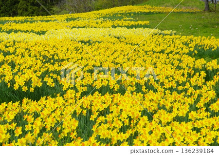 黃水仙花園 136239184