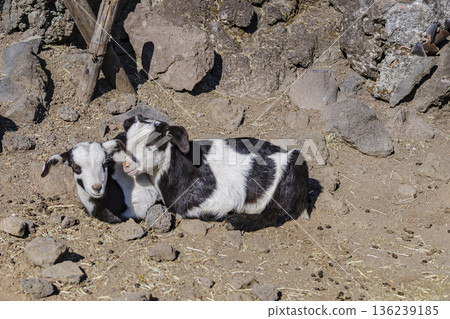 兩隻小山羊依偎在一起打個盹兒。 136239185