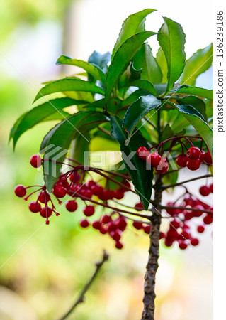 新鮮光線下的曼約漿果 136239186