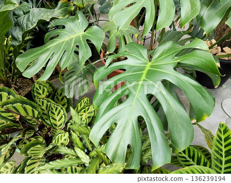 龜背竹 龜背竹 136239194