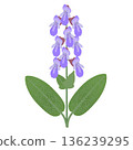 Sage branch with flowers and leaves on a white background. 136239295