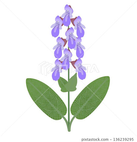Sage branch with flowers and leaves on a white background. Sage branch with flowers and leaves on a white background. 136239295