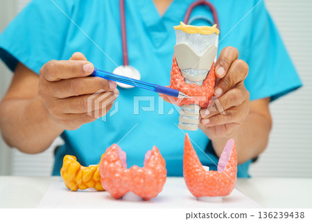 Hyperthyroidism, Overactive Thyroid, Thyroid Lymphoma, Asian doctor with thyroid gland human anatomy model in hospital. 136239438