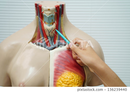 Asian student learning with human body model in anatomy biology in classroom at high school. 136239440