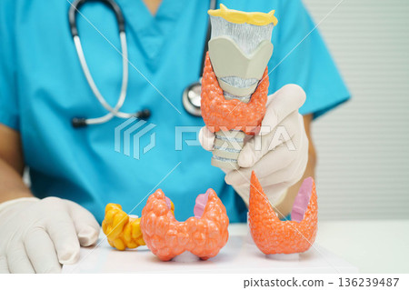 Hyperthyroidism, Overactive Thyroid, Thyroid Lymphoma, Asian doctor with thyroid gland human anatomy model in hospital. 136239487