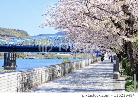 Cherry blossoms in full bloom along the Kiso River Promenade in Inuyama City Cherry blossoms in full bloom along the Kiso River Promenade in Inuyama City 136239494