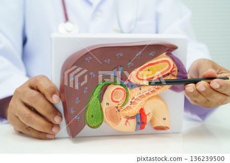 Liver with gallbladder, pancreas spleen and duodenum, Asian doctor holding human anatomy model for study diagnosis and treatment in hospital. 136239500