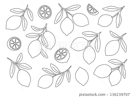 Outline lemons with branches and leaves. Minimalist citrus fruits in black line drawing design 136239707